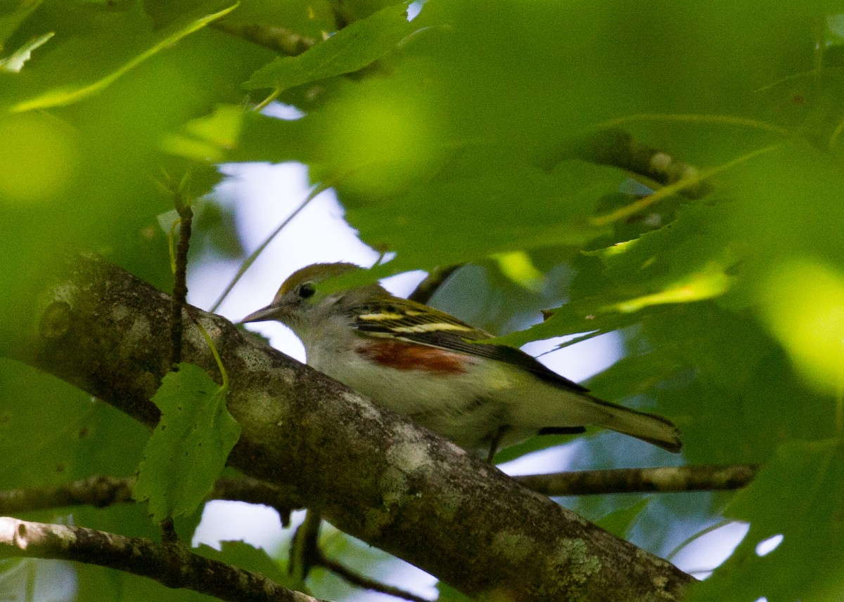 Chestnut-sided Warbler - ML371477291
