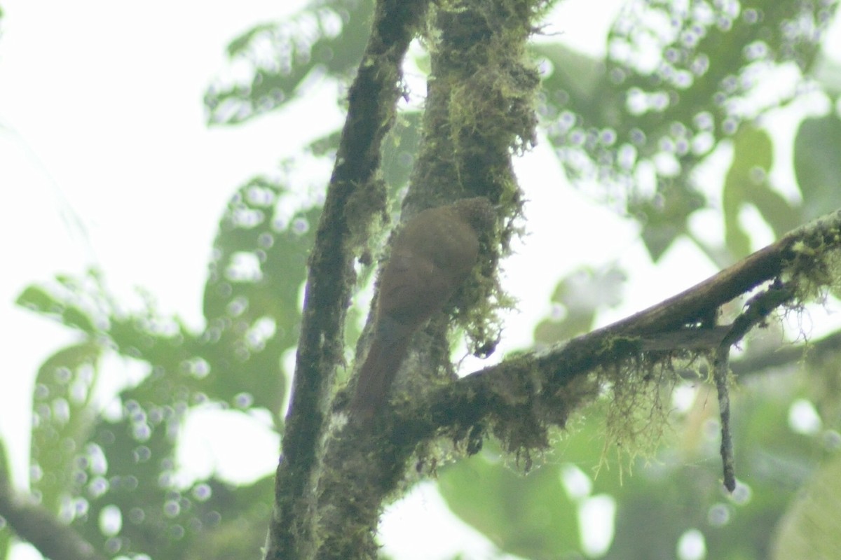 Montane Woodcreeper - Elliott GG