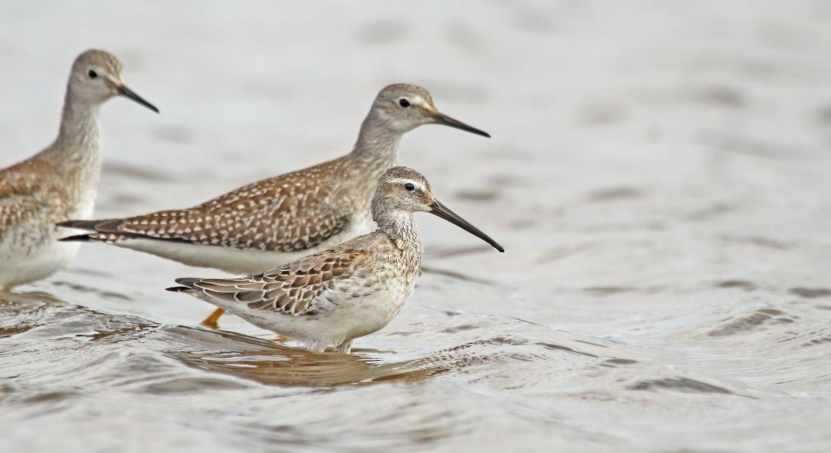 Stilt Sandpiper - Ryan Schain