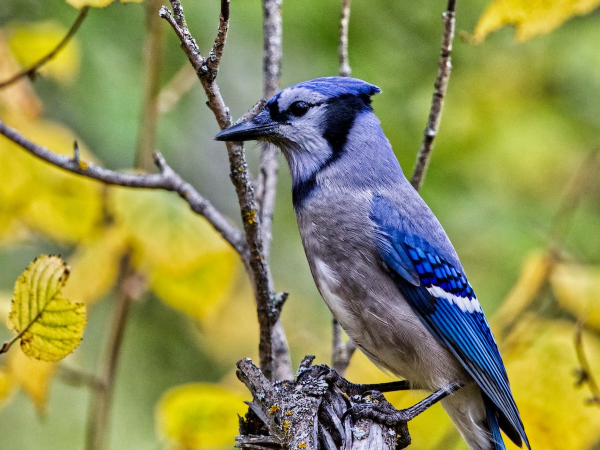 Blue Jay - ML371479971