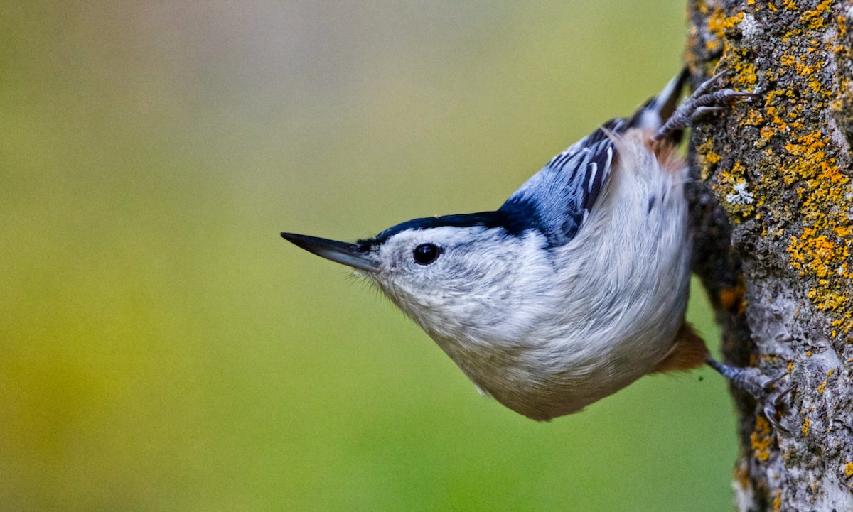 White-breasted Nuthatch - ML371479981