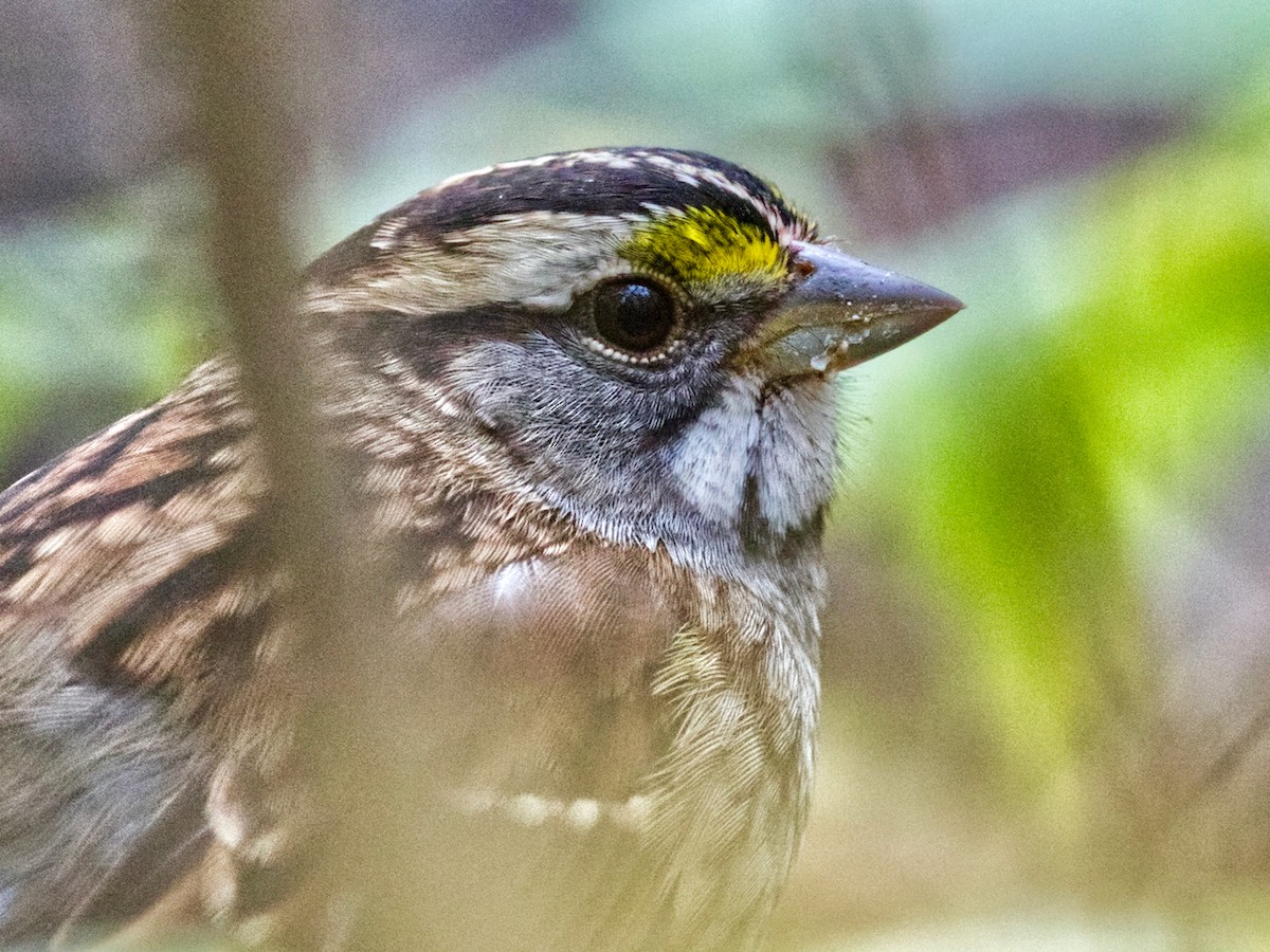 White-throated Sparrow - ML371480061