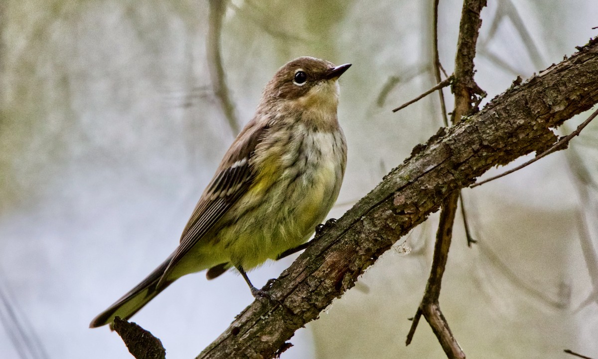 Yellow-rumped Warbler - ML371480081