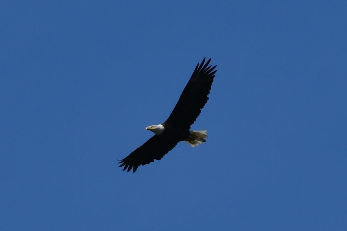 Bald Eagle - ML371482291