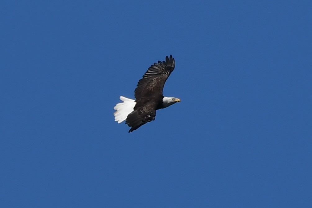 Bald Eagle - ML371482301