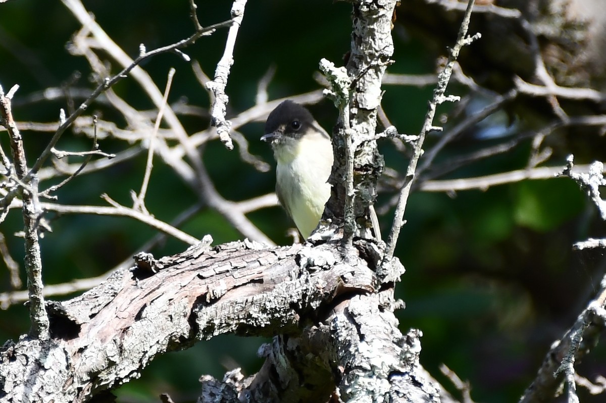 Eastern Phoebe - ML371482451