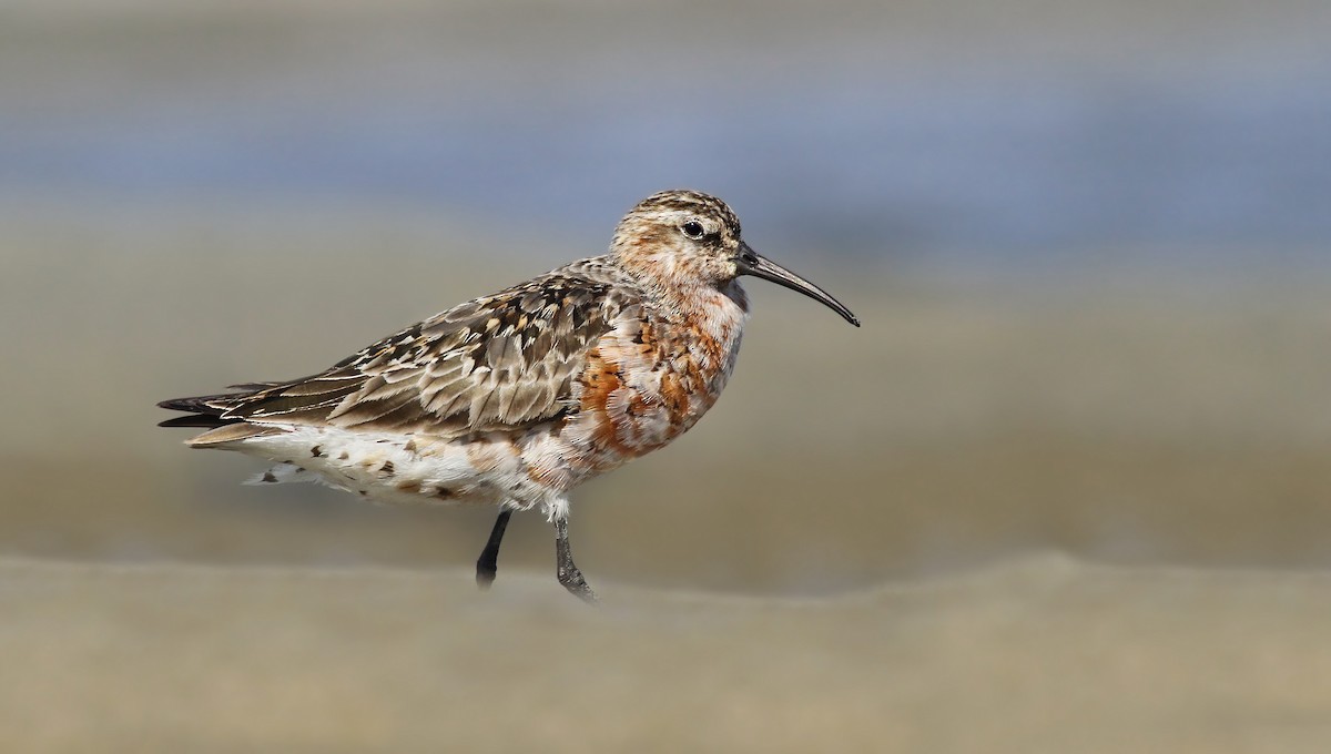 Curlew Sandpiper - Ryan Schain