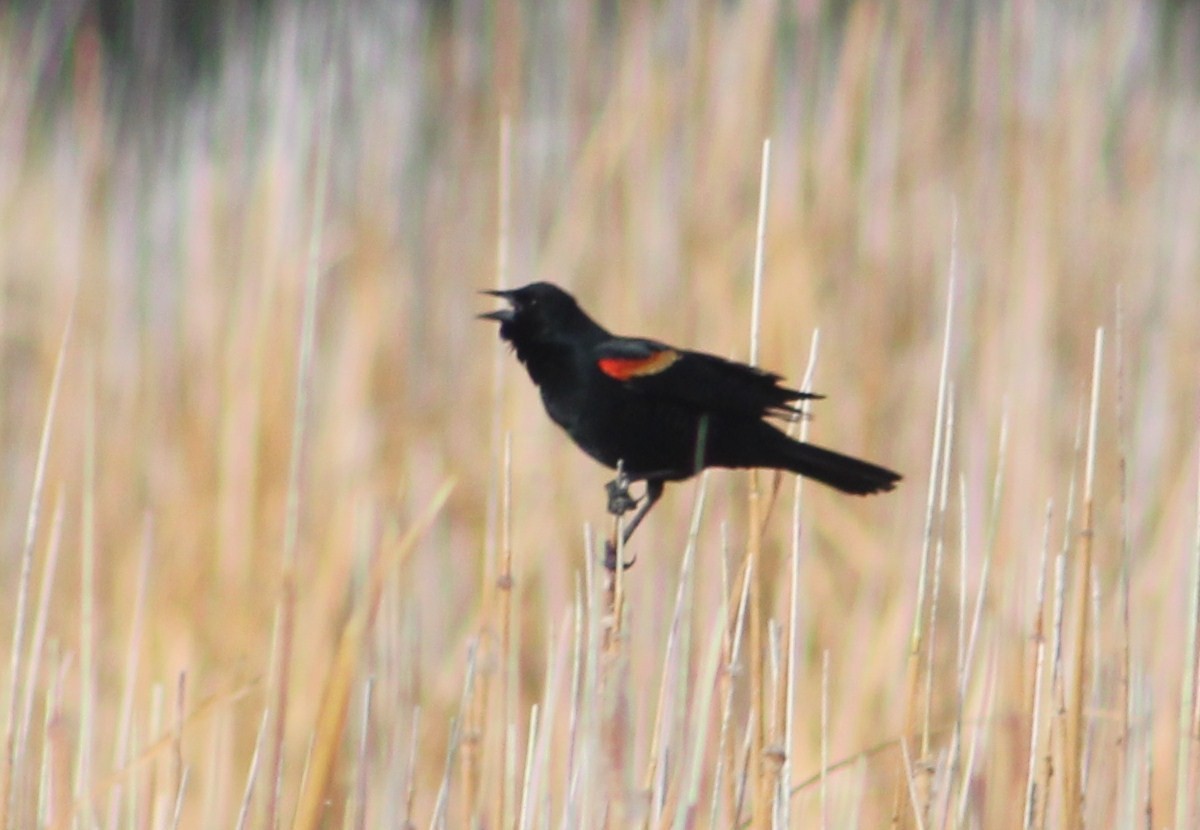 Red-winged Blackbird (Red-winged) - ML371482961