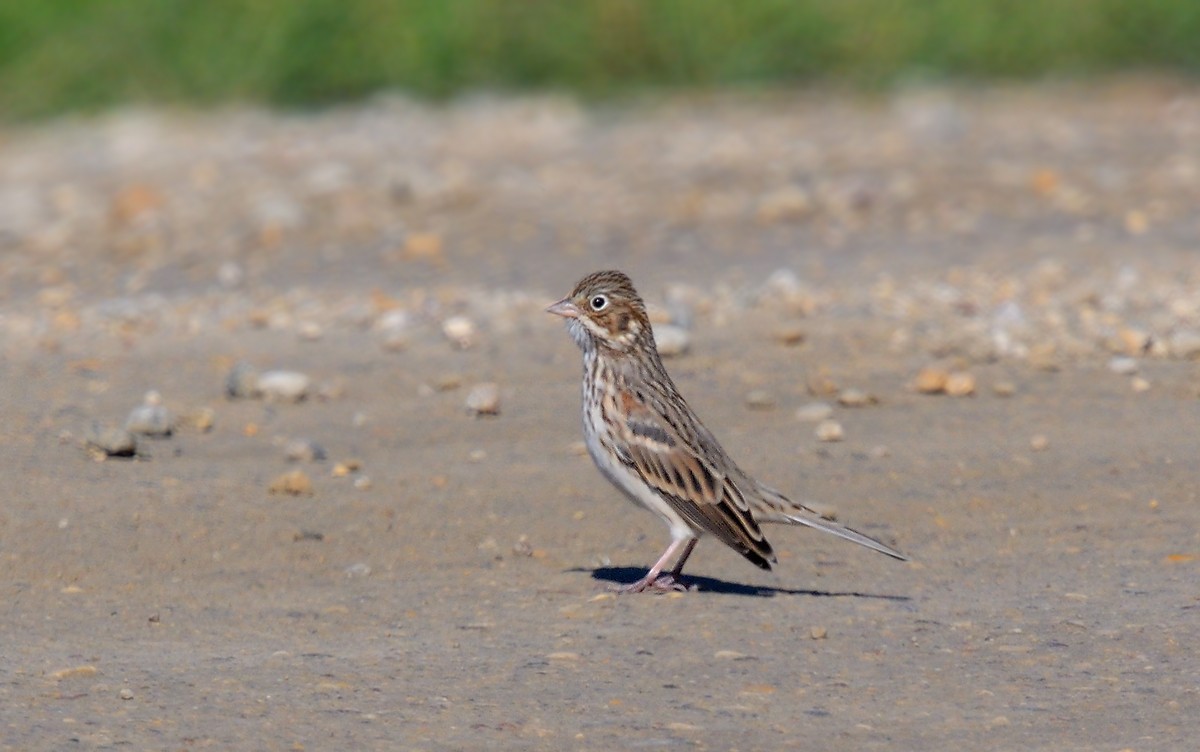 Vesper Sparrow - ML371483021