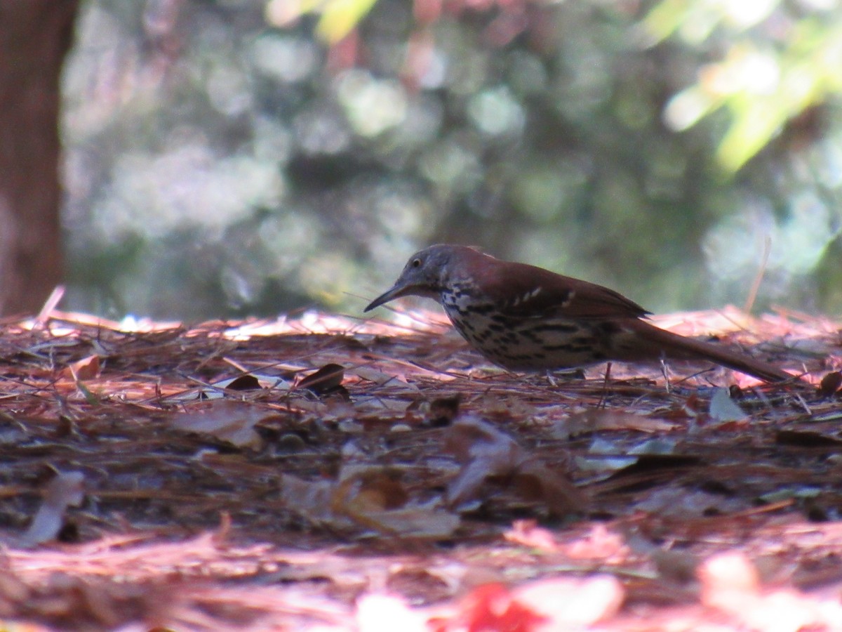 Brown Thrasher - ML37148341