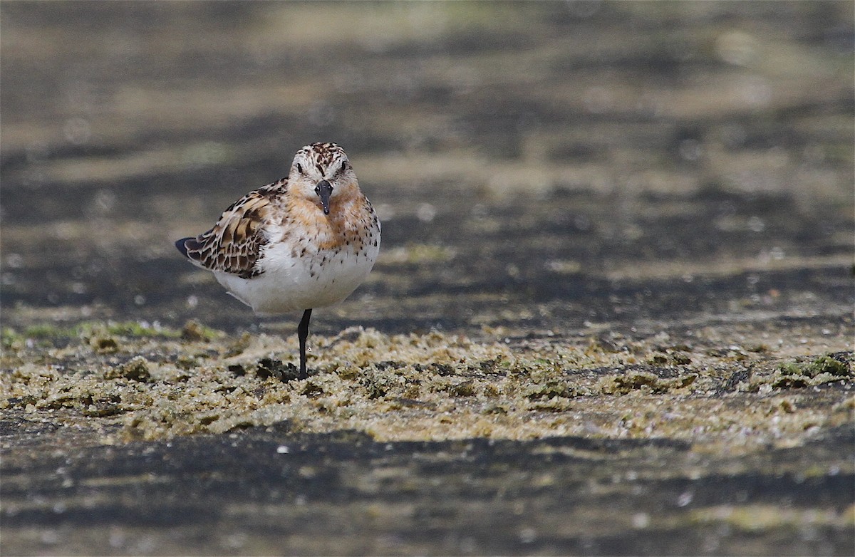 Red-necked Stint - ML37148451