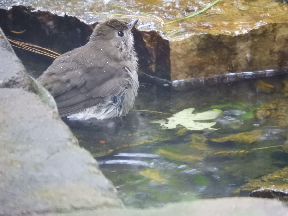 Gray-cheeked Thrush - ML371486141