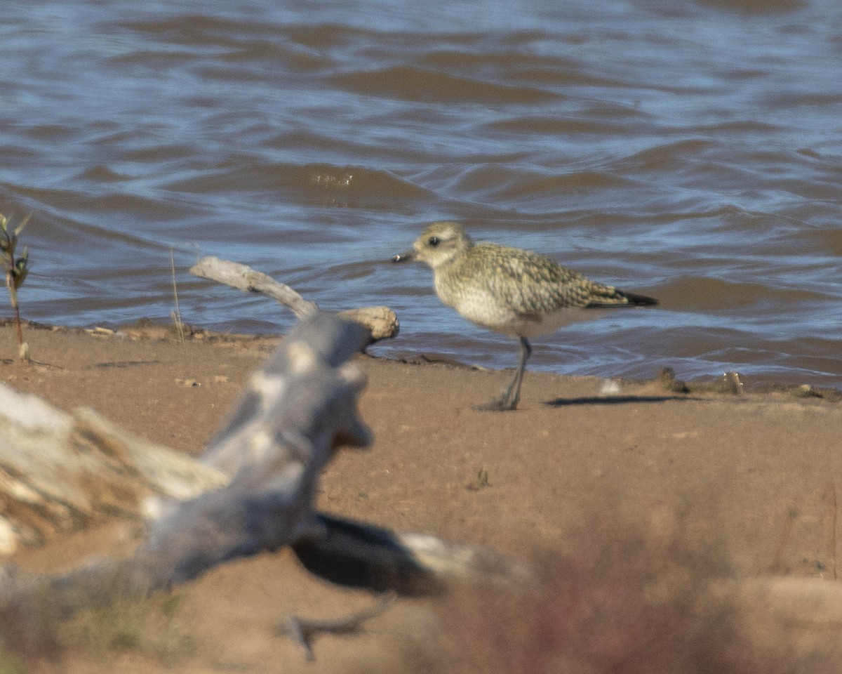 Black-bellied Plover/golden-plover sp. - Cynthia Bridge