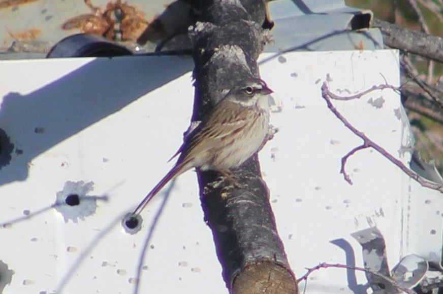 Sagebrush Sparrow - ML371488361