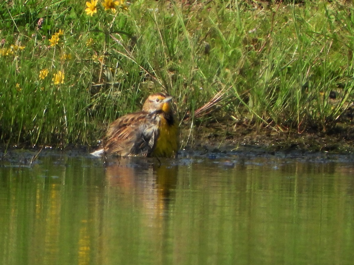 Eastern Meadowlark - ML371488651