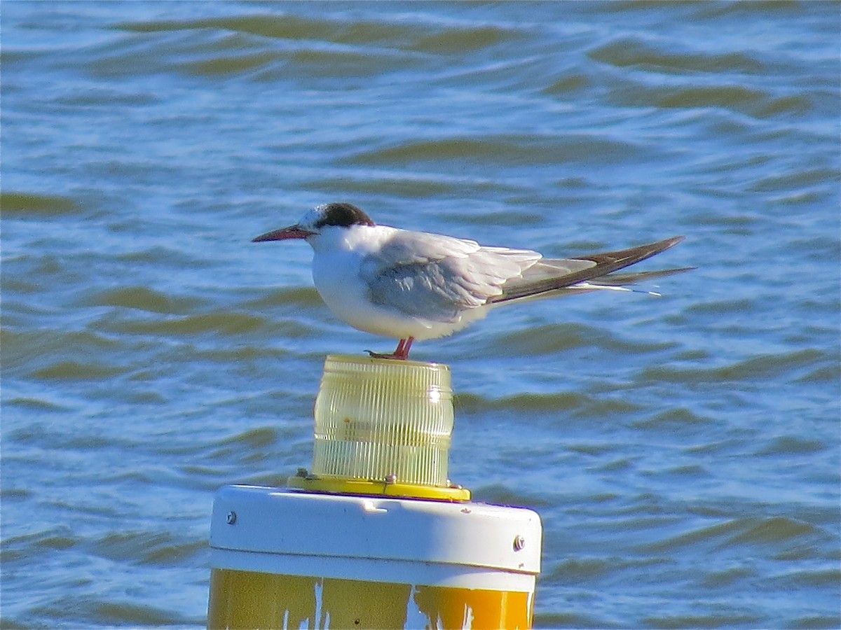 Common Tern - ML37148871