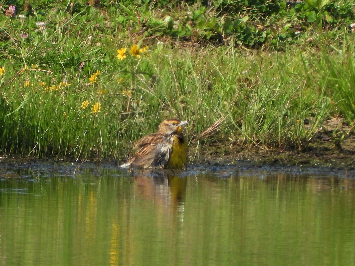 Eastern Meadowlark - ML371488821