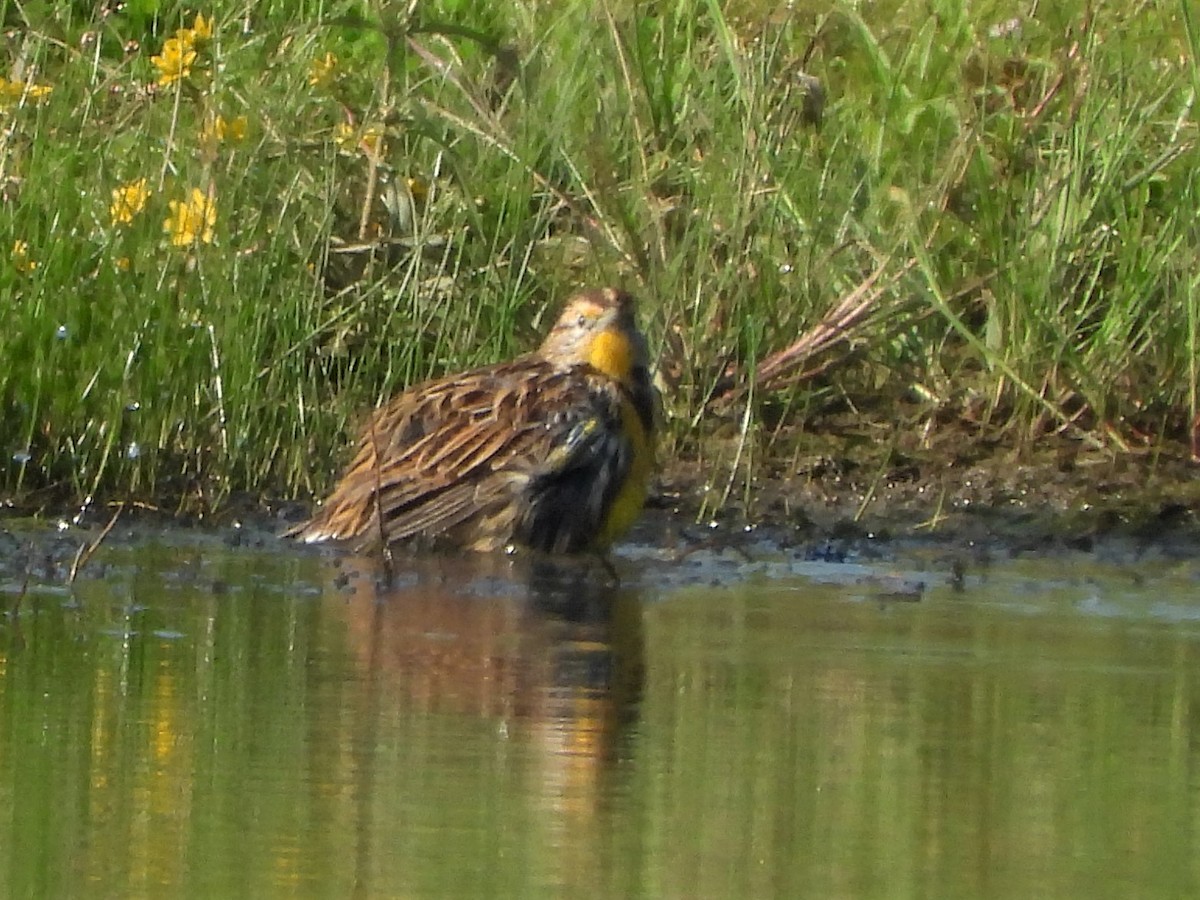 Eastern Meadowlark - ML371488861