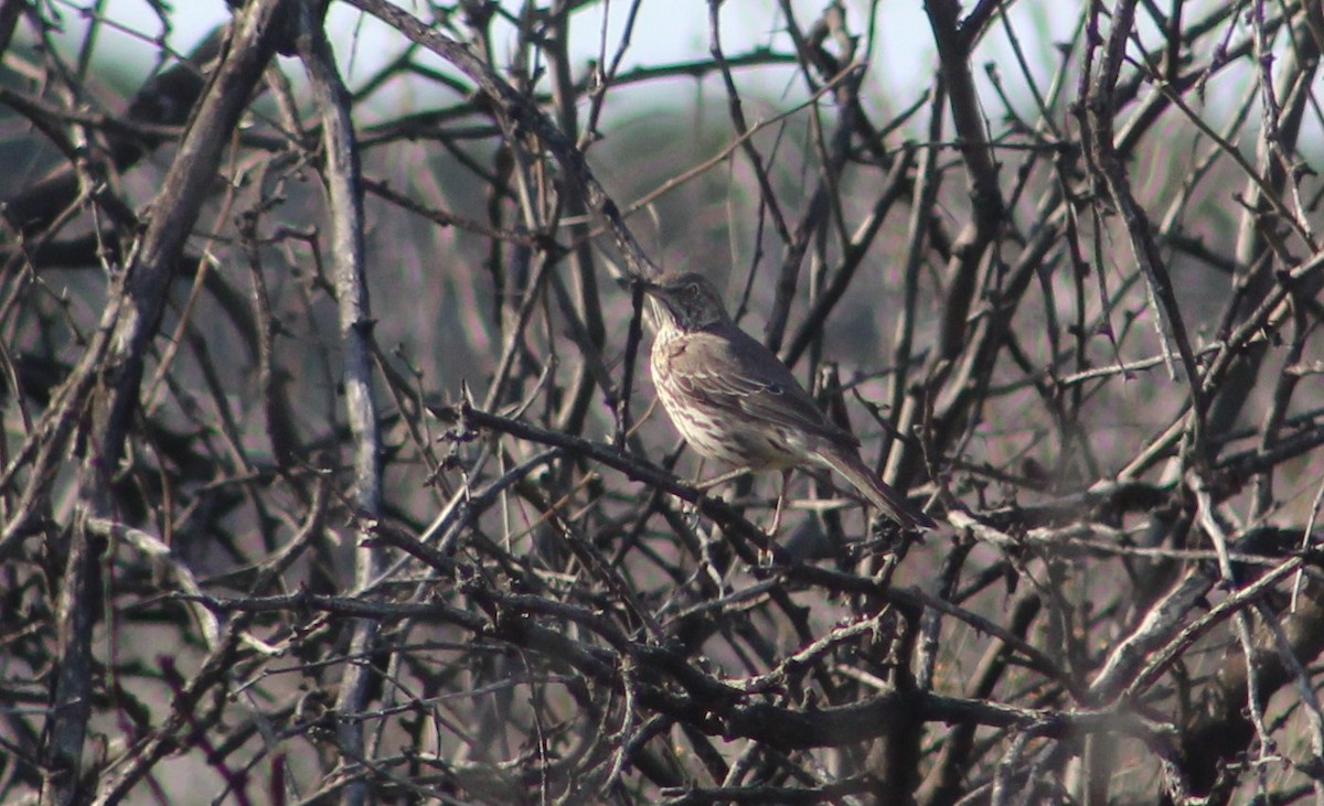 Sage Thrasher - ML371488971