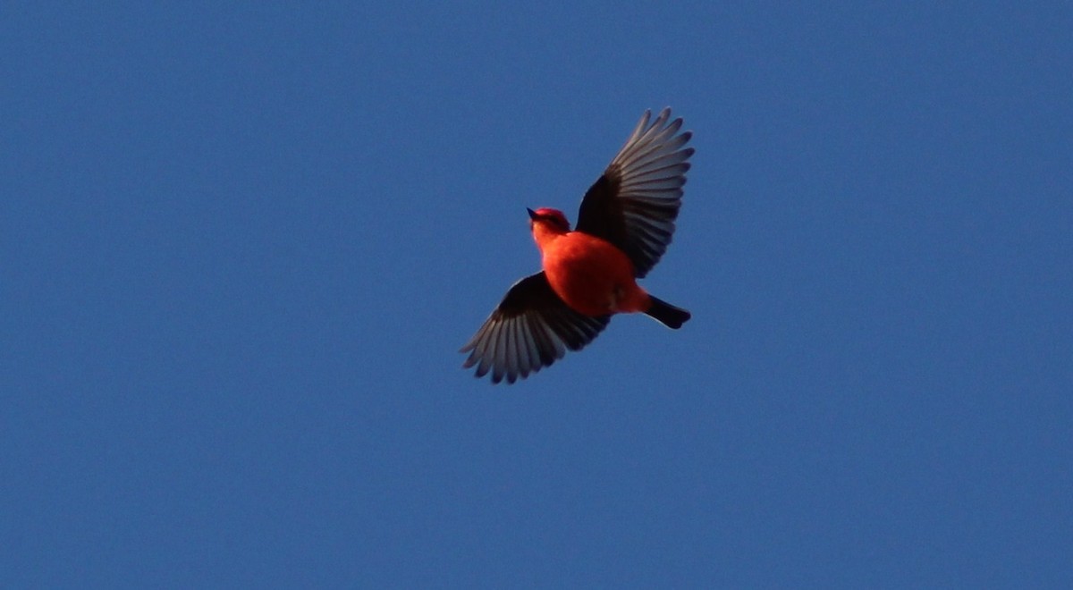 Vermilion Flycatcher - ML371489111