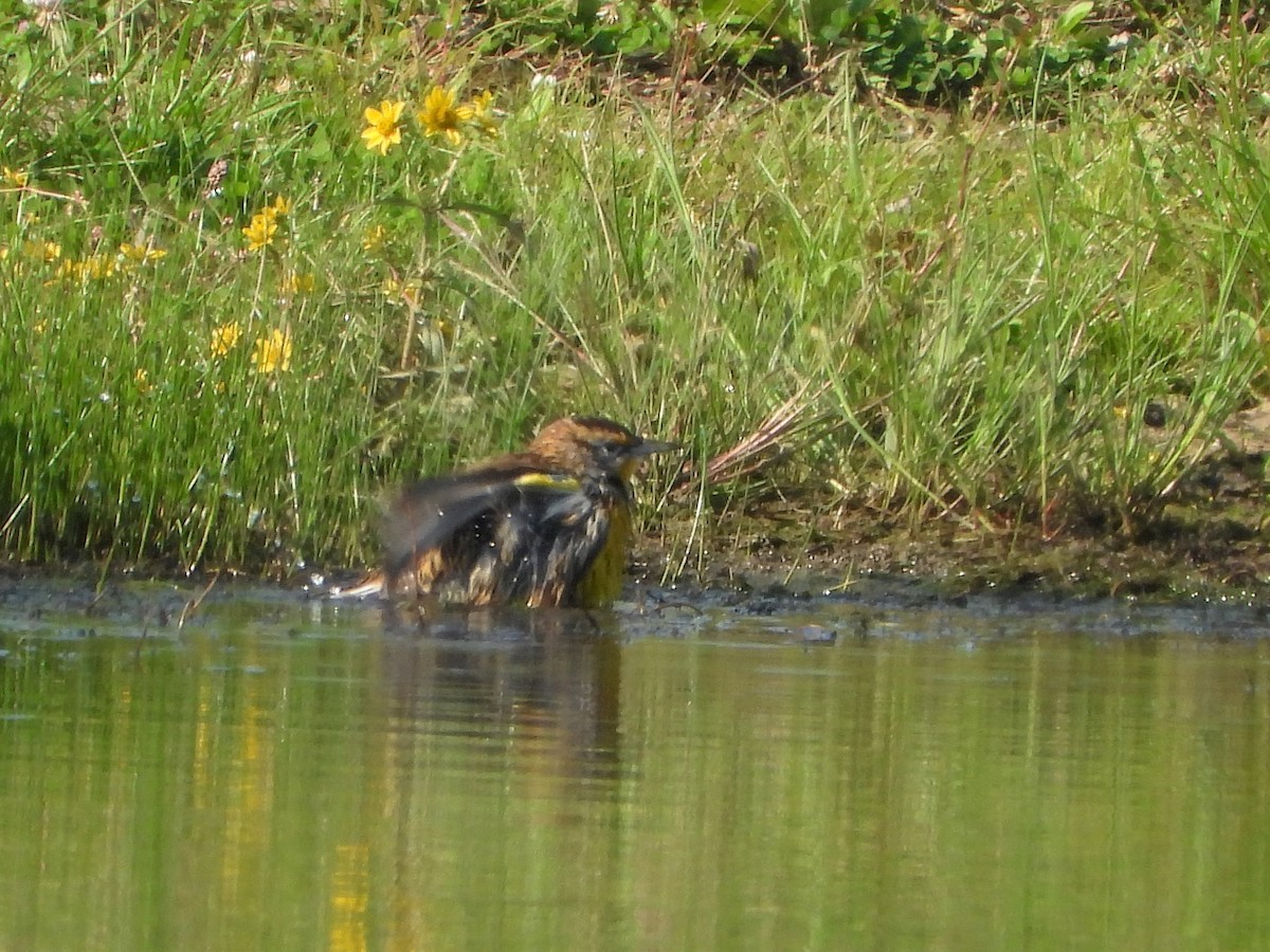 Eastern Meadowlark - ML371489161