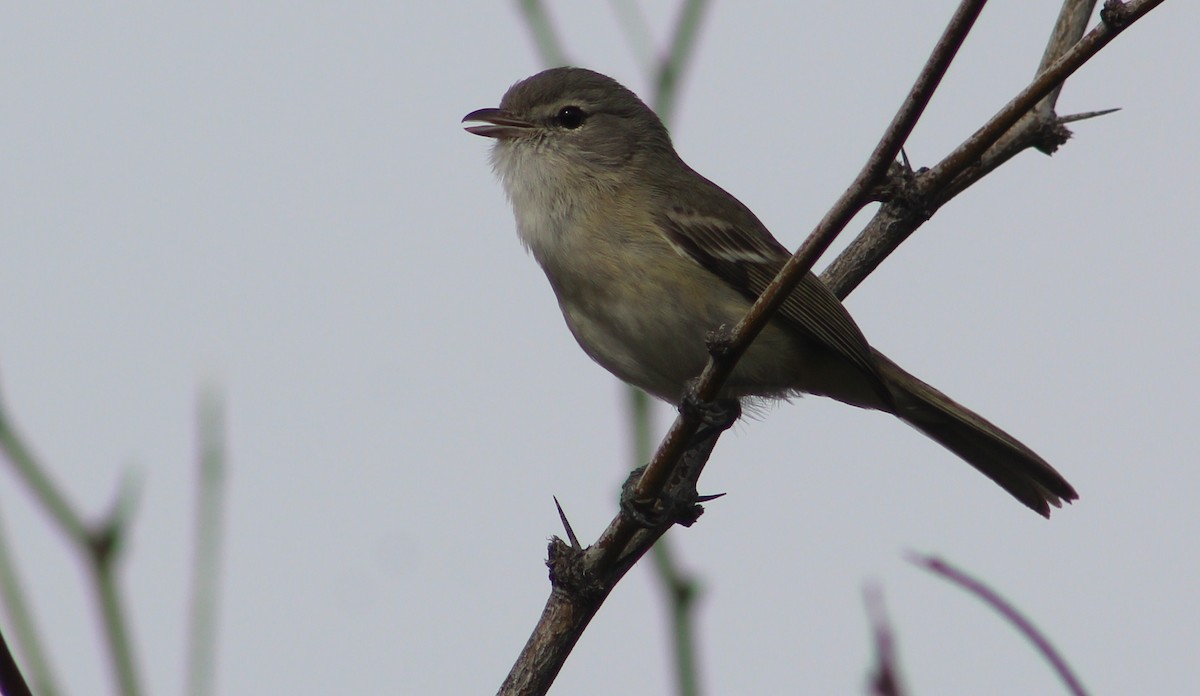 Bell's Vireo - ML371489481