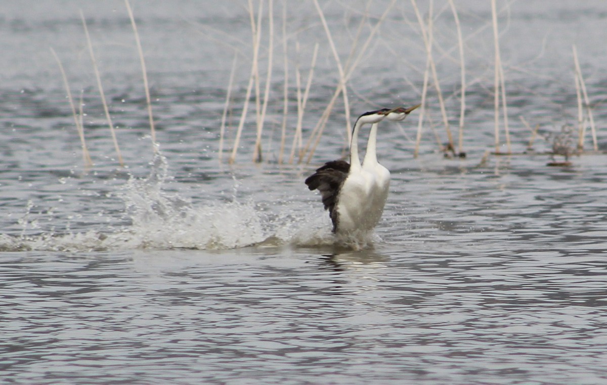 Western Grebe - ML371491731