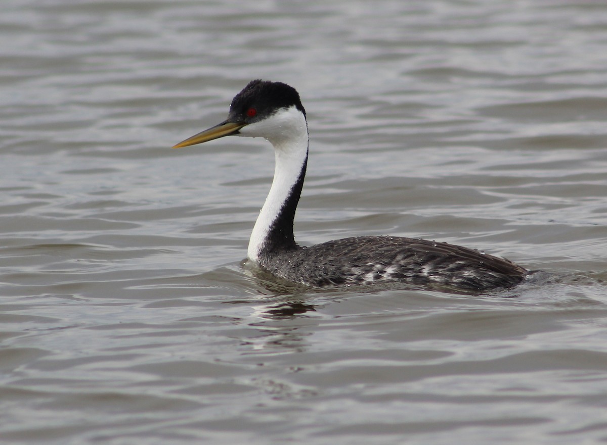 Western Grebe - ML371491781