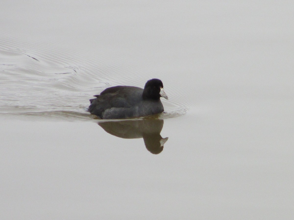 American Coot - Daniel Donnecke