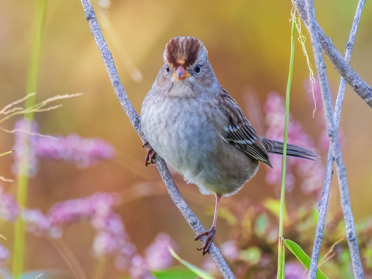 White-crowned Sparrow - Matt Boley