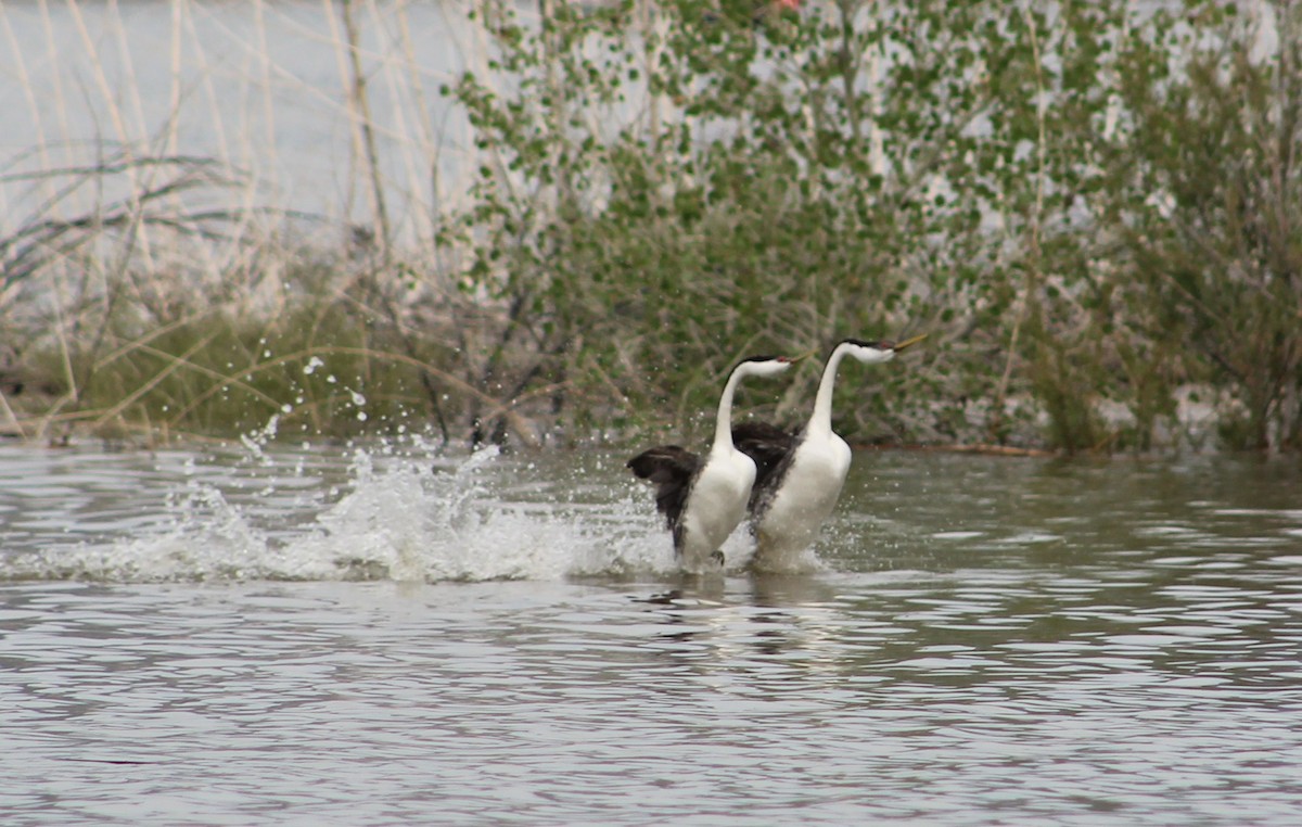 Western Grebe - ML371492711