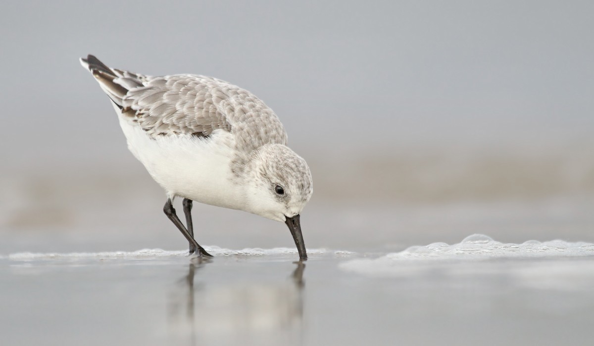 Sanderling - Ryan Schain