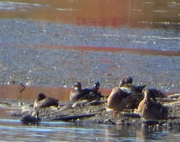 Wood Duck - ML371493191