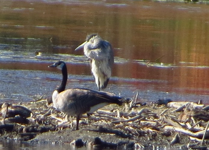 Great Blue Heron - ML371493421