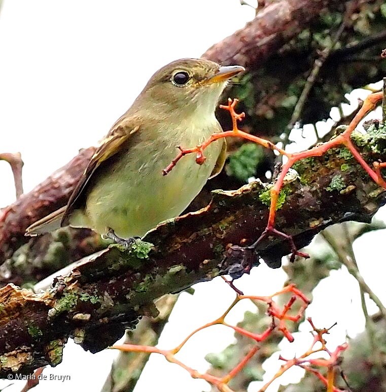 Least Flycatcher - ML371495951