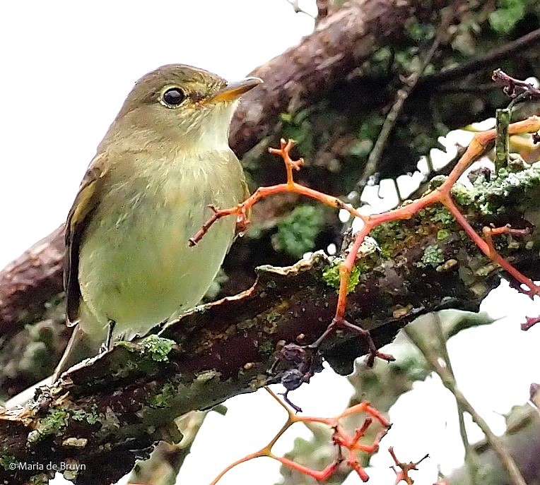 Least Flycatcher - ML371495961