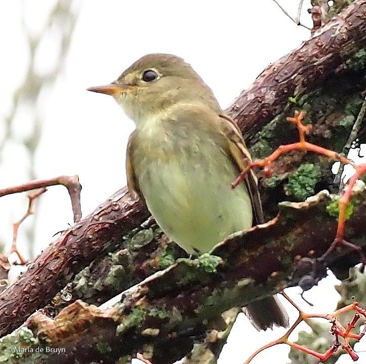 Least Flycatcher - ML371495971