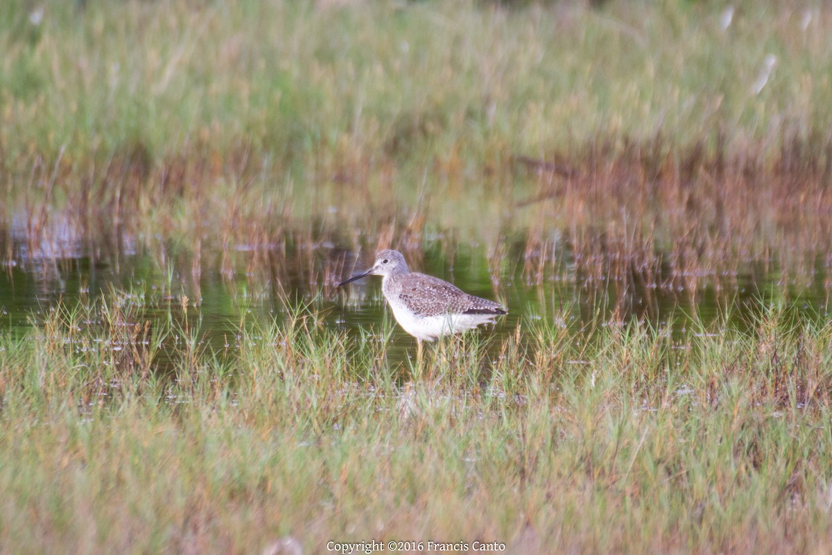 Greater Yellowlegs - ML37149621