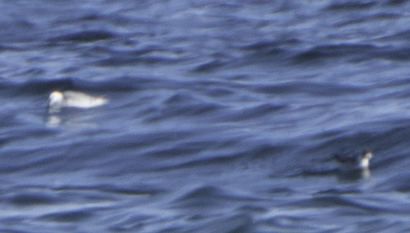 Red Phalarope - ML37149691