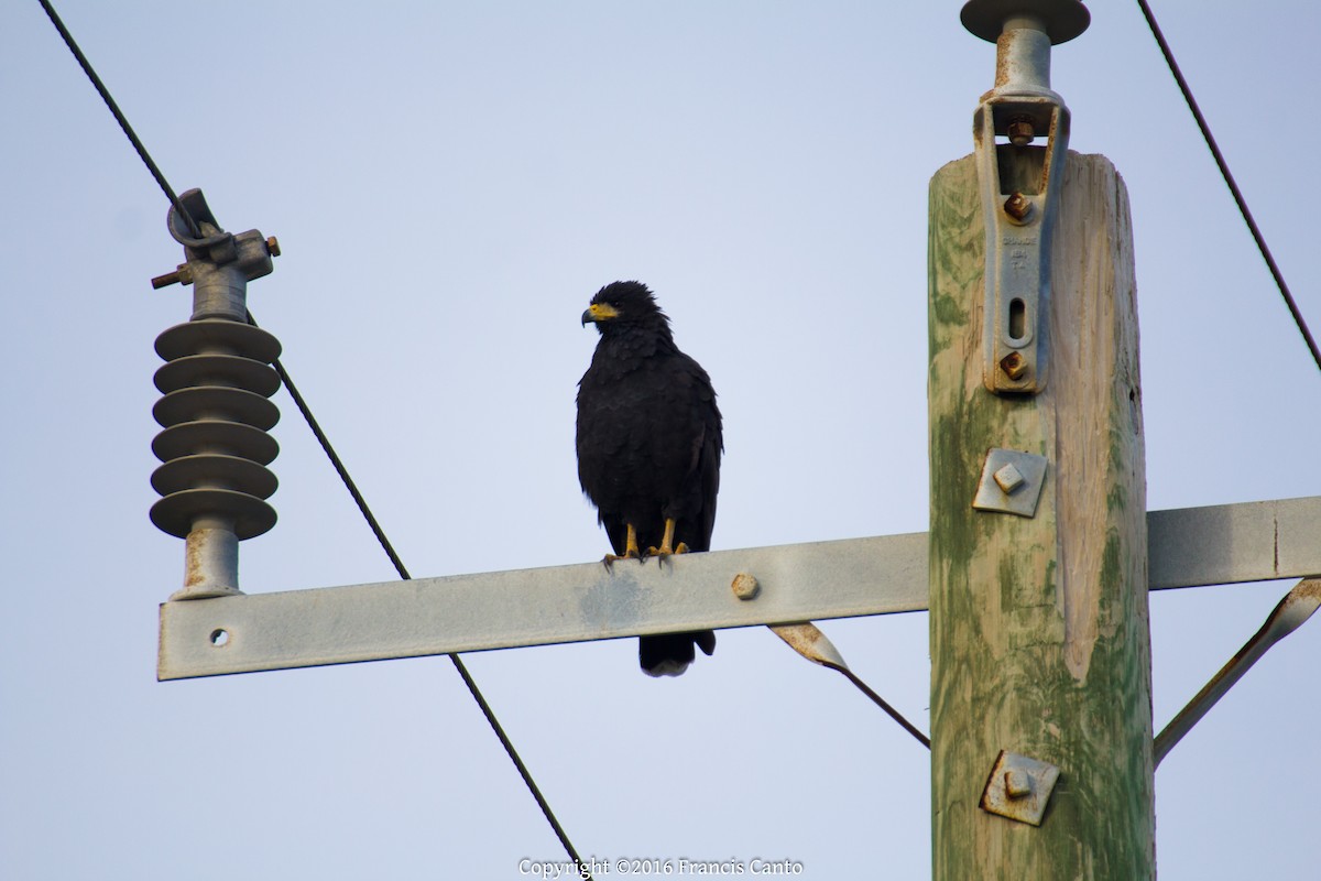 Common Black Hawk - ML37149701