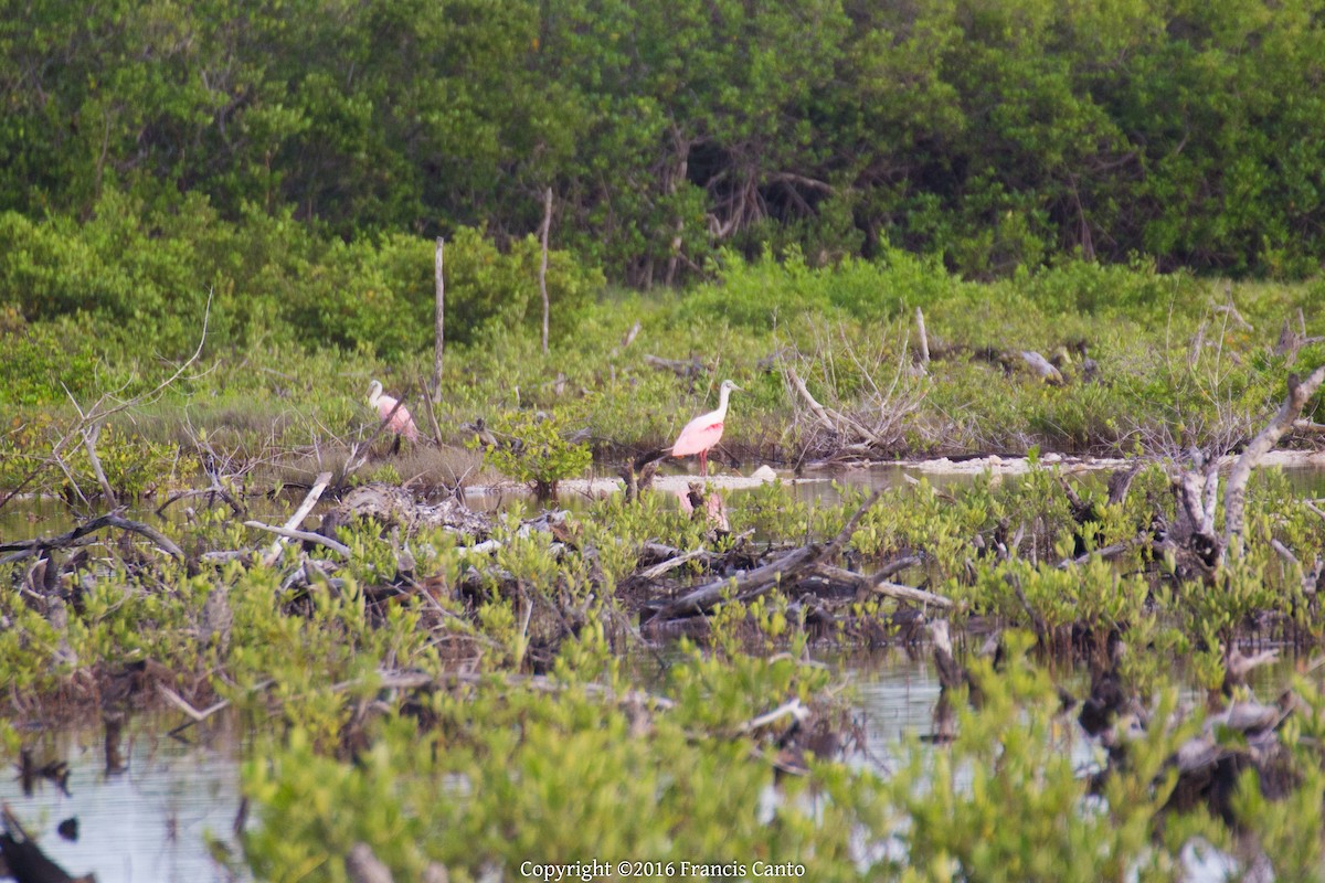 Roseate Spoonbill - ML37149711