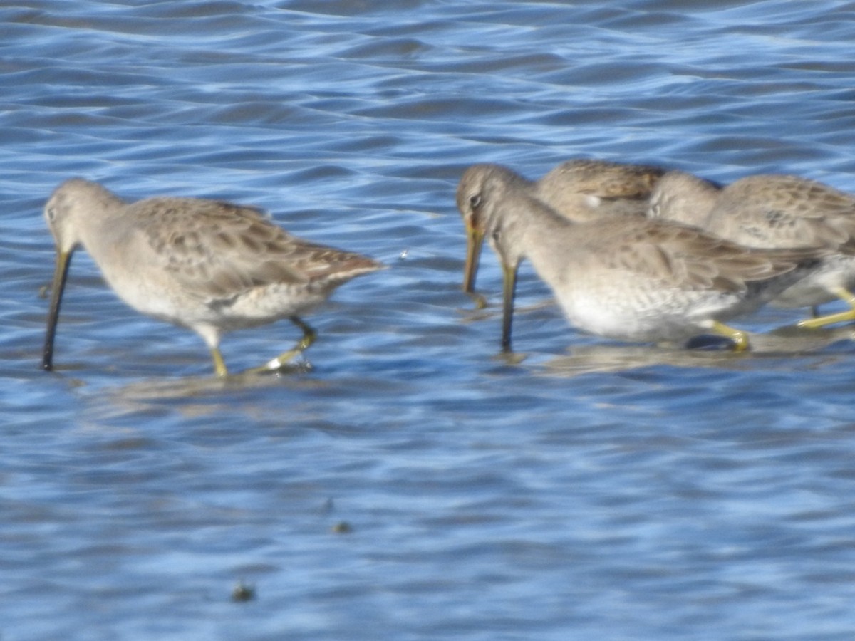 Long-billed Dowitcher - Alan Peryam