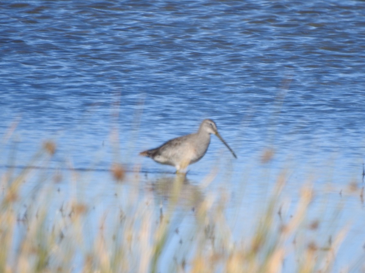 Long-billed Dowitcher - Alan Peryam