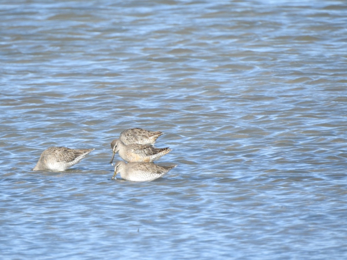 Long-billed Dowitcher - Alan Peryam