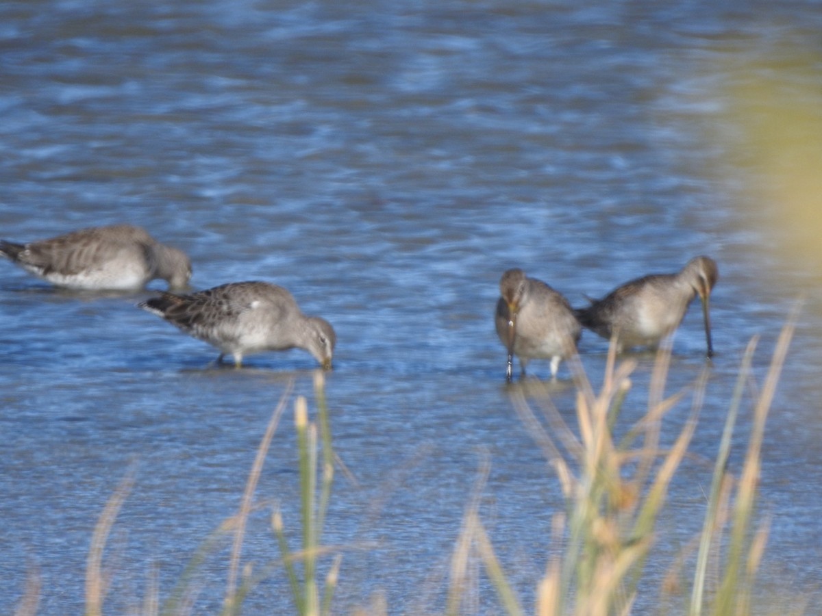 Long-billed Dowitcher - Alan Peryam