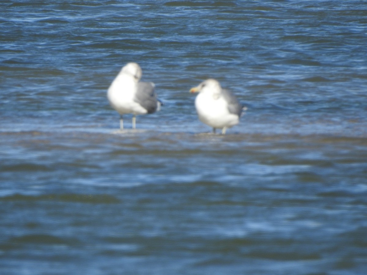 Gaviota Californiana - ML371498341