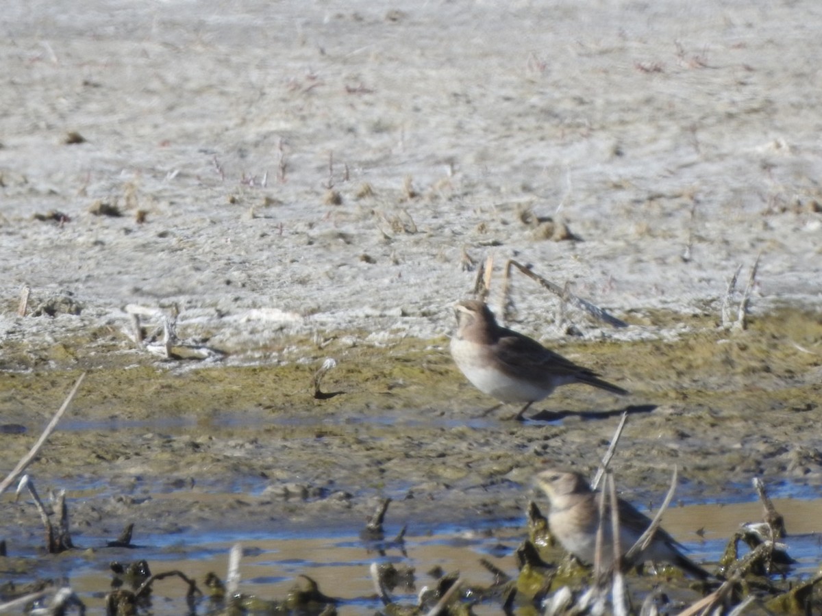 Horned Lark - Alan Peryam