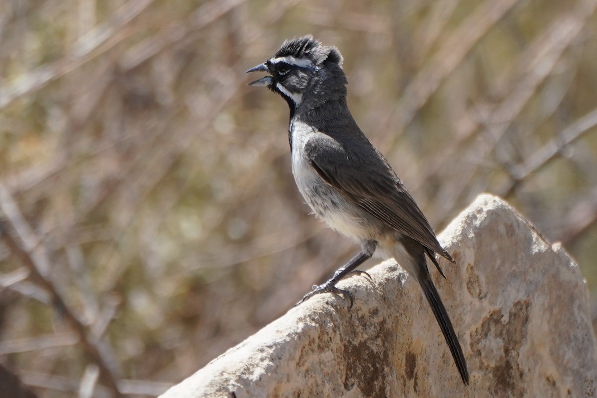 Black-throated Sparrow - ML371498611