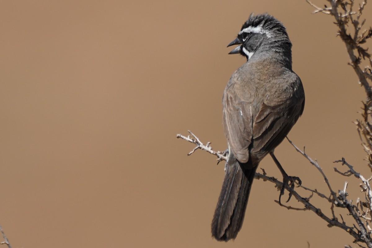 Black-throated Sparrow - ML371498631