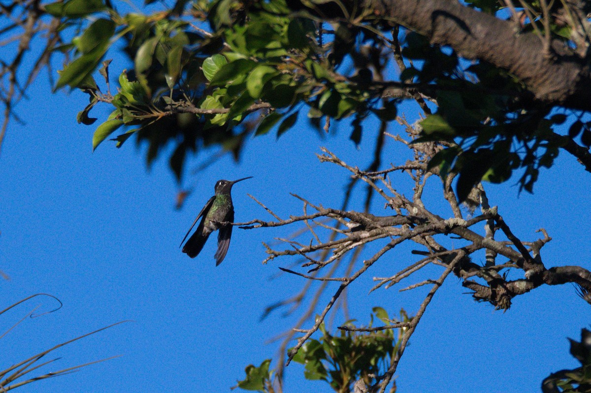 Rivoli's Hummingbird - ML371498831